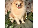 Pomeranian Puppy for sale in Godwin, NC, USA