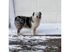 Australian Shepherd Puppy for sale in Carthage, IL, USA