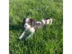 Cavalier King Charles Spaniel Puppy for sale in Mount Vernon, OH, USA