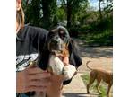 Basset Hound Puppy for sale in Atkinson, NE, USA