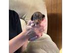 Dachshund Puppy for sale in Atkinson, NE, USA