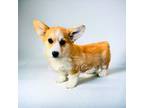 Pembroke Welsh Corgi Puppy for sale in Keenesburg, CO, USA