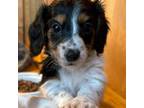 Dachshund Puppy for sale in Godwin, NC, USA
