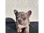 French Bulldog Puppy for sale in Saint Louis, MO, USA