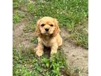 Cocker Spaniel Puppy for sale in Pacolet, SC, USA