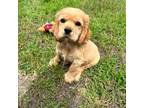 Cocker Spaniel Puppy for sale in Pacolet, SC, USA