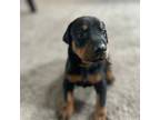 Doberman Pinscher Puppy for sale in Painesville, OH, USA