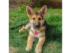 German Shepherd Dog Puppy for sale in Schaumburg, IL, USA