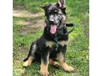 German Shepherd Dog Puppy for sale in Schaumburg, IL, USA