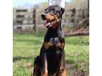 Doberman Pinscher Puppy for sale in Georgetown, DE, USA