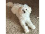 Maltipoo Puppy for sale in Valley Springs, CA, USA