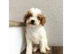 Poodle (Toy) Puppy for sale in Los Angeles, CA, USA