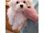 Maltese Puppy for sale in Bensalem, PA, USA