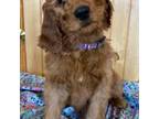 Goldendoodle Puppy for sale in Dallas, WI, USA