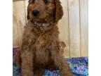 Goldendoodle Puppy for sale in Dallas, WI, USA