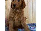 Red f1b Goldendoodle