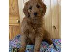 Goldendoodle Puppy for sale in Dallas, WI, USA