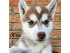 Siberian Husky Puppy for sale in Edelstein, IL, USA