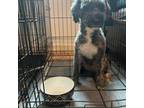 Maltipoo Puppy for sale in Atlanta, GA, USA