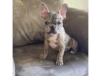 French Bulldog Puppy for sale in Newberg, OR, USA