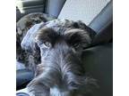 Schnauzer (Giant) Puppy for sale in Denver, CO, USA