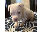 Mutt Puppy for sale in Willingboro, NJ, USA