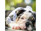 Bulldog Puppy for sale in Summerville, SC, USA
