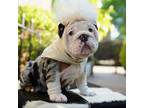 Bulldog Puppy for sale in Summerville, SC, USA