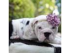 Bulldog Puppy for sale in Summerville, SC, USA