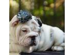 Bulldog Puppy for sale in Summerville, SC, USA