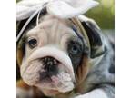 Bulldog Puppy for sale in Summerville, SC, USA