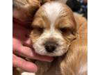 Cocker Spaniel Puppy for sale in Cleveland, TN, USA