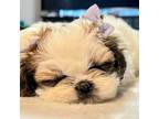 Shih Tzu Puppy for sale in Milpitas, CA, USA