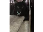 Adopt Abby a All Black Domestic Mediumhair / Mixed (medium coat) cat in