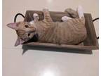 Adopt Titawin a Domestic Shorthair / Mixed (short coat) cat in Brigham City -