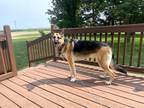 Adopt Rayna a Black - with Tan, Yellow or Fawn German Shepherd Dog / Mixed dog