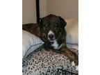 Adopt Bella a Brindle German Shepherd Dog / Chow Chow / Mixed dog in Seymour