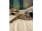 Adopt Wall-E a Gray, Blue or Silver Tabby Domestic Mediumhair / Mixed (medium