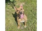 Adopt James Bond a Brindle Pit Bull Terrier / Shepherd (Unknown Type) / Mixed