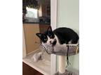 Adopt Scout a Black & White or Tuxedo American Shorthair / Mixed (short coat)