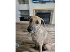 Adopt Rosie a Tan/Yellow/Fawn - with White Mutt / Mixed dog in Blaine