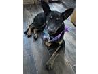 Adopt Misty a Black - with Tan, Yellow or Fawn German Shepherd Dog / Shepherd