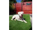Adopt Opal a White American Pit Bull Terrier / Boxer / Mixed dog in Poway