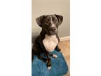 Adopt Nova a Brindle American Pit Bull Terrier / Mastiff / Mixed dog in