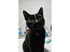 Adopt Dhoop a Black (Mostly) American Shorthair / Mixed cat in Melbourne