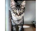 Adopt Melo a Gray or Blue Domestic Shorthair / Mixed cat in Chattanooga