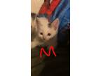 Adopt Hailey’s Zucchini a White (Mostly) Domestic Shorthair / Mixed (short