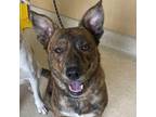 Adopt Tiger a Brindle Mixed Breed (Large) / Mixed dog in Ponderay, ID (38713672)