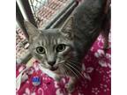 Adopt Lanie a Gray or Blue Domestic Shorthair / Mixed cat in Eureka Springs