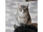 Adopt Zoe a Gray or Blue Domestic Mediumhair / Mixed cat in Eureka Springs